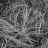 GRASS IN RAIN - BRUCE PENINSULA