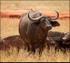 Buffalo
