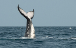 Humpback whale