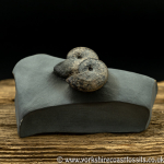 amm1443 Pyhlloceras he...