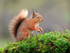 Red Squirrel on a mossy perch in heavy rain, Dumfries, Scotland