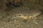 Gobius niger
