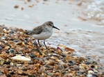 Dunlin