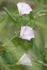 1st July Field Bindweed