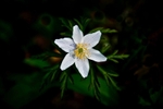 Wood Anemone