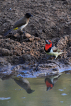 Black-collared Barbet portfolio