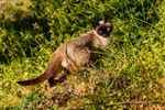 Cat domestic-1742