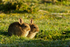 Rabbits - Lackford Lakes