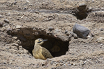 Andean Flicker