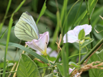 Green-veined White, head hidden in Hedge Bindweed trumpet-shaped bloom