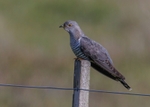 Cuckoo