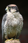 Kestrels_AGT057