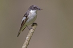 Pied Flycatcher