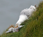 Herring Gull -  Larus argentatus