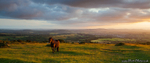 Dartmoor Horse