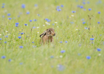 Brown Hare - Lepus europaeus