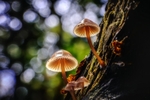 z4319 Natures Umbrellas, Borthwood