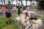 Guernsey Agricultural Show 2021-126
