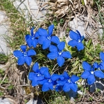 Spring Gentian (Gentiana verna)