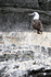 Peruvian Booby on guano-covered ledge, Chanaral Island, Chile