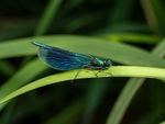 Banded Demoiselle