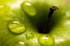 Apple - 7109