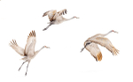 Sandhill Crane Trio Taking Flight