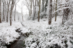 Winterwoods _S138