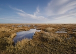 Saltmarshes - North Norfolk