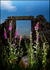 Foxgloves