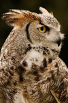 Canadian Great Horned Owl