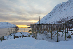Cod Drying Racks, Lofoten