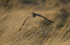 Short eared owl