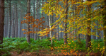 Pine Tree Pano