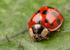 Harlequin Ladybird