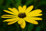 Flower - Daisy - 0299