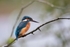 Kingfisher Alcedo Atthis038