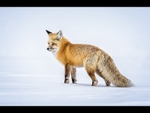 Yellowstone red fox