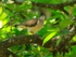 White-tipped Dove, Osa Peninsula, Costa Rica