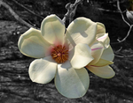 Saucer Magnolia