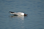 Black-headed Gull
