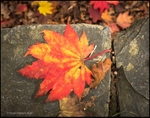 David Askham - Maple Leaf - Leica Q in close-up mode  28 mm Summilux
