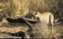 Lionness pulling elephant's carcass