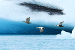 Eiders (male, female, juvenile) flying, Jokulsarlon, Iceland