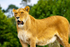 Lion - DSC_0348