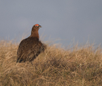Red Grouse