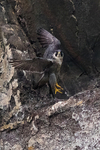 Up, Up and Away! - Peregrine Falcon - 1 of 4