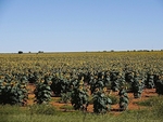 Fields Of Sunflowers, Sth Africa