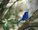 Splendid Fairy-Wren