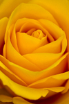 Flower - 6643